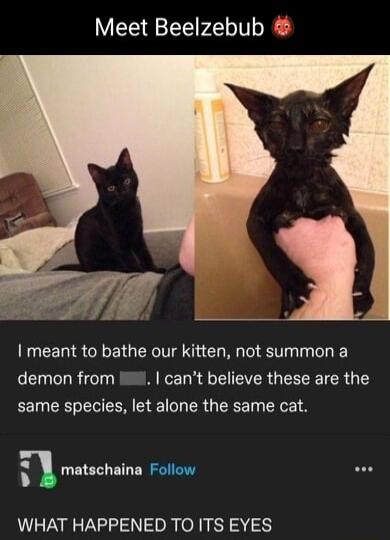 Meet Beelzebub meant to bathe our kitten not summon a demon from Wi cant believe these are the same species let alone the same cat matschaina Follow e WHAT HAPPENED TO ITS EYES