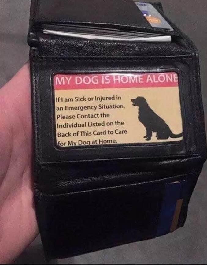 161 am Sick or Injur an Emergency S Please Contact the Individual Listed on the Back of This Card to Care or M Dog at Home