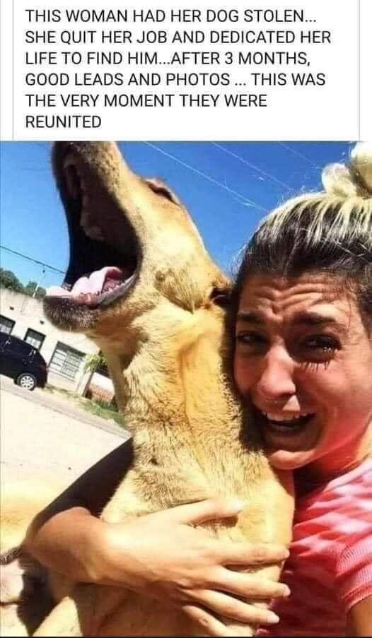 THIS WOMAN HAD HER DOG STOLEN SHE QUIT HER JOB AND DEDICATED HER LIFE TO FIND HIMAFTER 3 MONTHS GOOD LEADS AND PHOTOS THIS WAS THE VERY MOMENT THEY WERE REUNITED