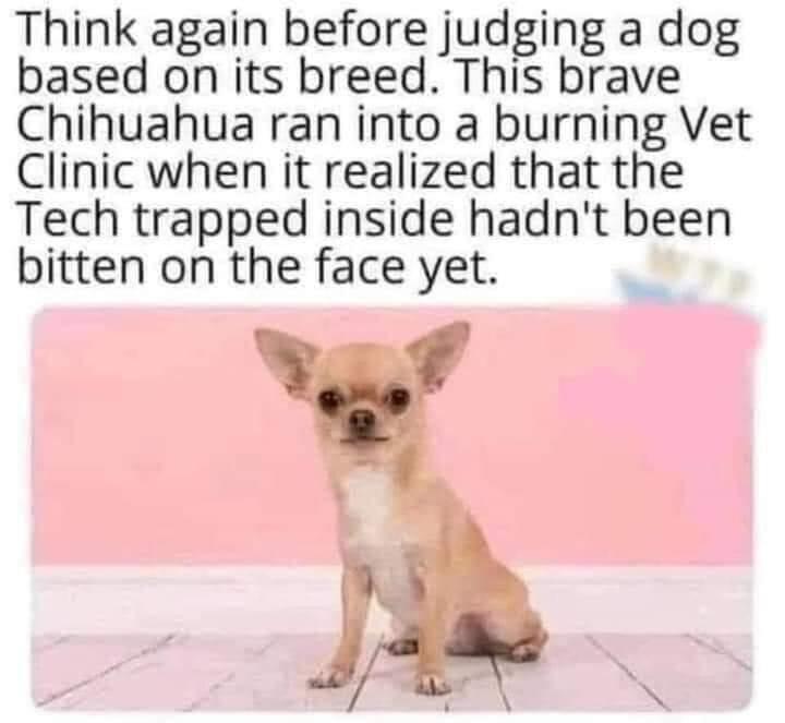 Think again before judging a dog based on its breed This brave Chihuahua ran into a burning Vet Clinic when it realized that the Tech trapped inside hadnt been bitten on the face yet
