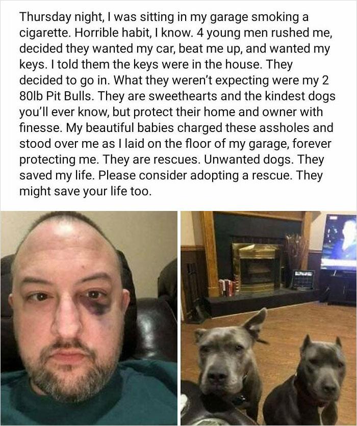 Thursday night was sitting in my garage smoking a cigarette Horrible habit know 4 young men rushed me decided they wanted my car beat me up and wanted my keys told them the keys were in the house They decided to go in What they werent expecting were my 2 80lb Pit Bulls They are sweethearts and the kindest dogs youll ever know but protect their home and owner with finesse My beautiful babies charge
