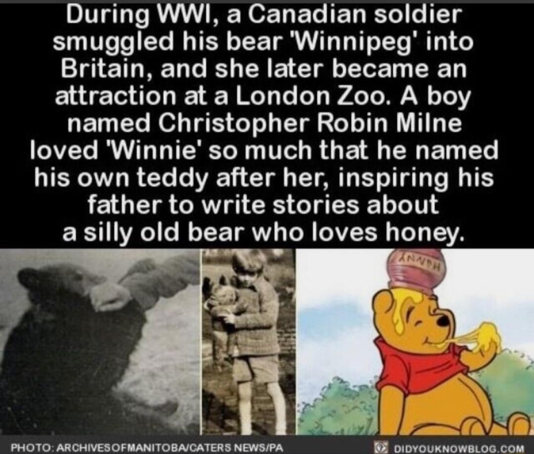 During WWI, a Canadian soldier smuggled his bear 'Winniep' into Britain, and she later became an attraction at a London Zoo. A boy named Christopher Robin Milne loved 'Winnie' so much that he named his own teddy after, inspiring his father to write stories about a silly old bear who loves honey.