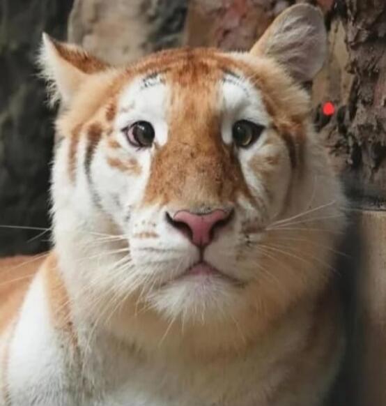 Tiger cat looking at camera.