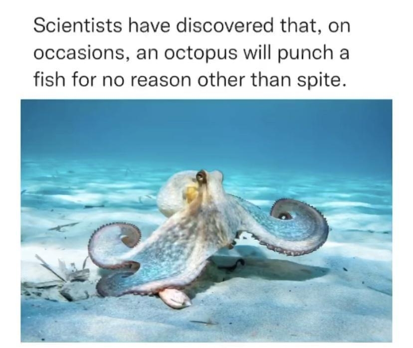 blowingfact blowingfactt Scientists have discovered that on occasions an octopus will punch a fish for no reason other than spite