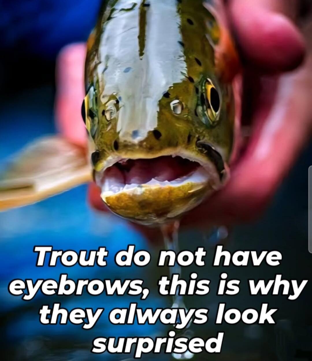 Trout do not have eyebrows, this is why they always look surprised