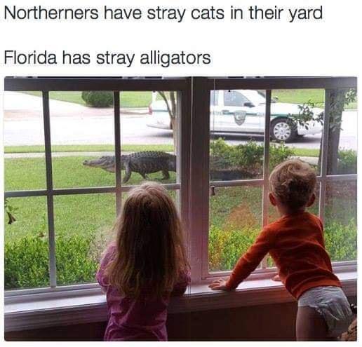 Northerners have stray cats in their yard Florida has stray alligators