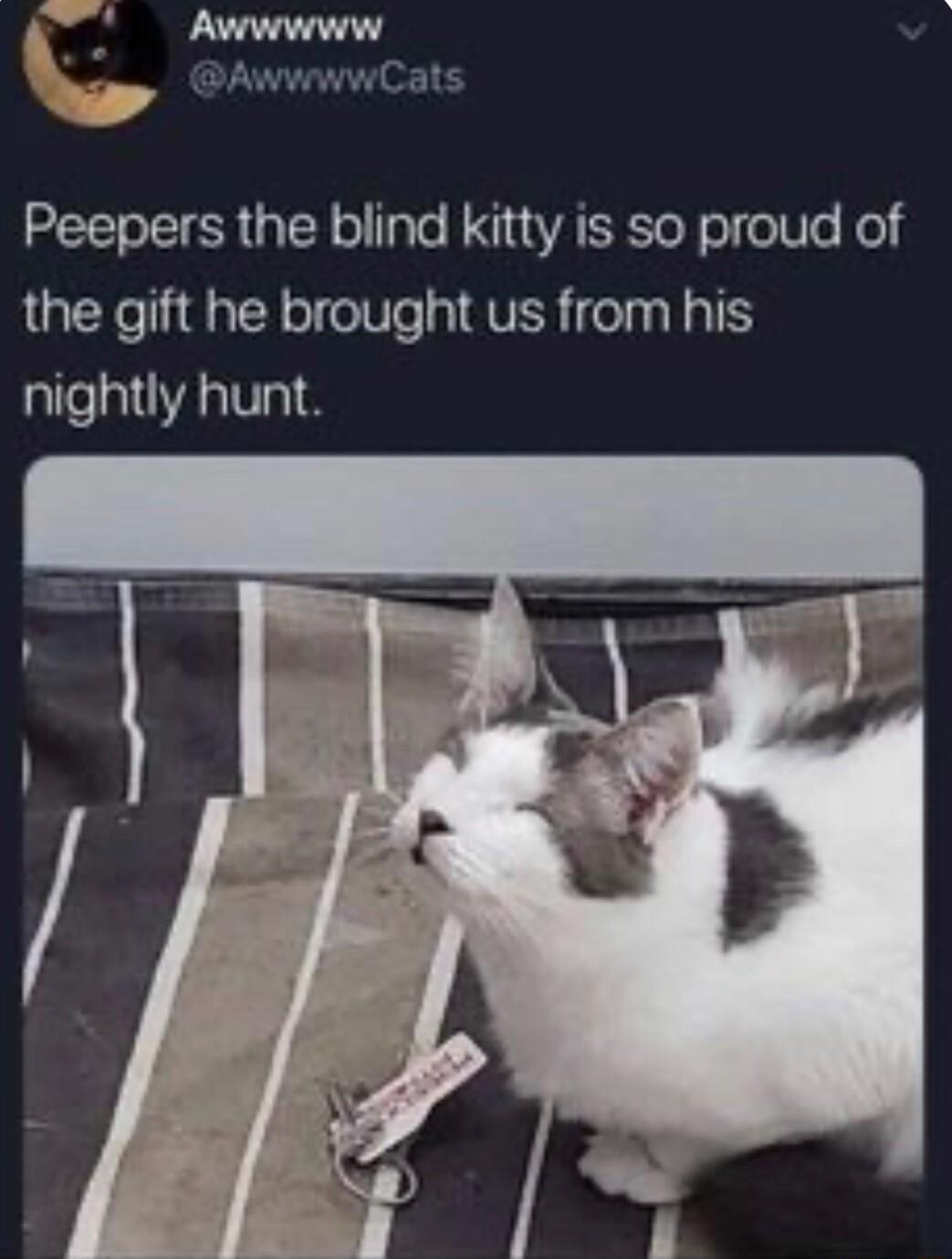 Peepers the blind kitty is so proud of LY THRRTEY TeIVTe y AVER el a1 TS nightly hunt