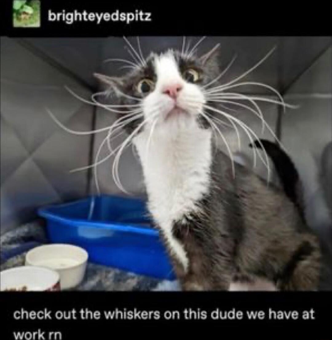 a brighteyedspitz if PFOp SN check out the whiskers on this dude we have at workm