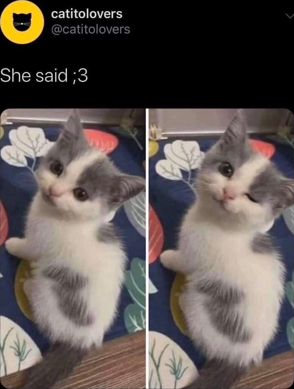 v E1OGINTETS A catitolovers 4 She said 3