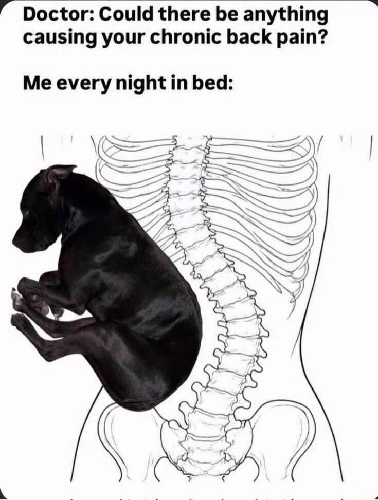 Doctor: Could there be anything causing your chronic back pain? Me every night in bed: