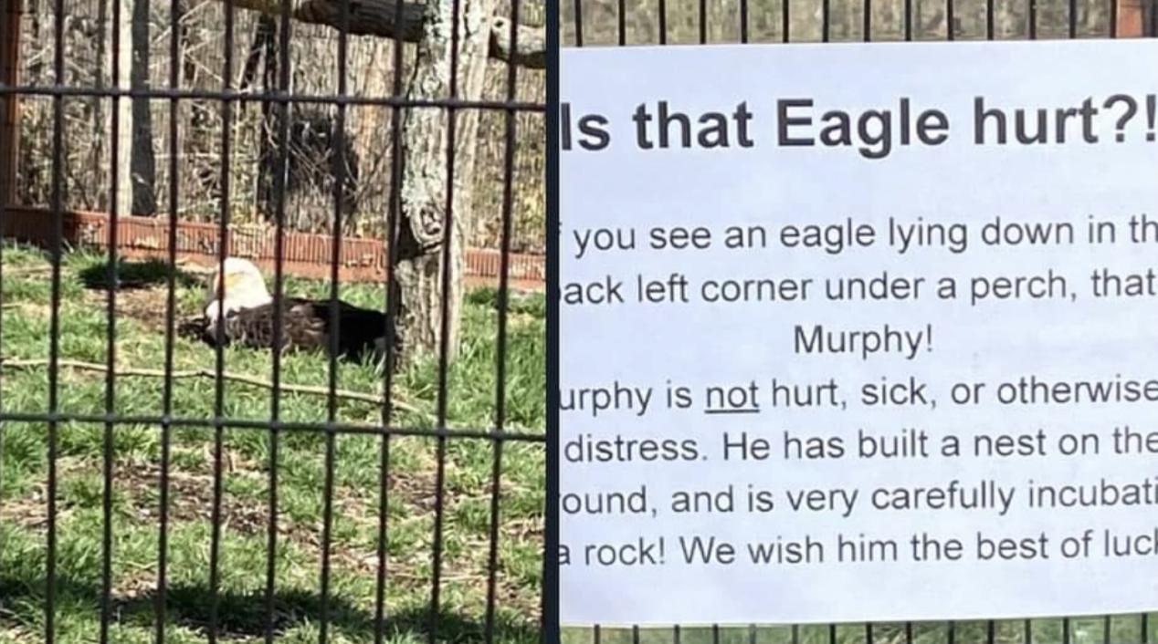 you see an eagle lying down in tt fack left corner under a perch that Murphy S oy is not hun sick or otherwiss Foistress He has built a nest on the ound and is very carefully incubat gg rock We wish him the best of ucl