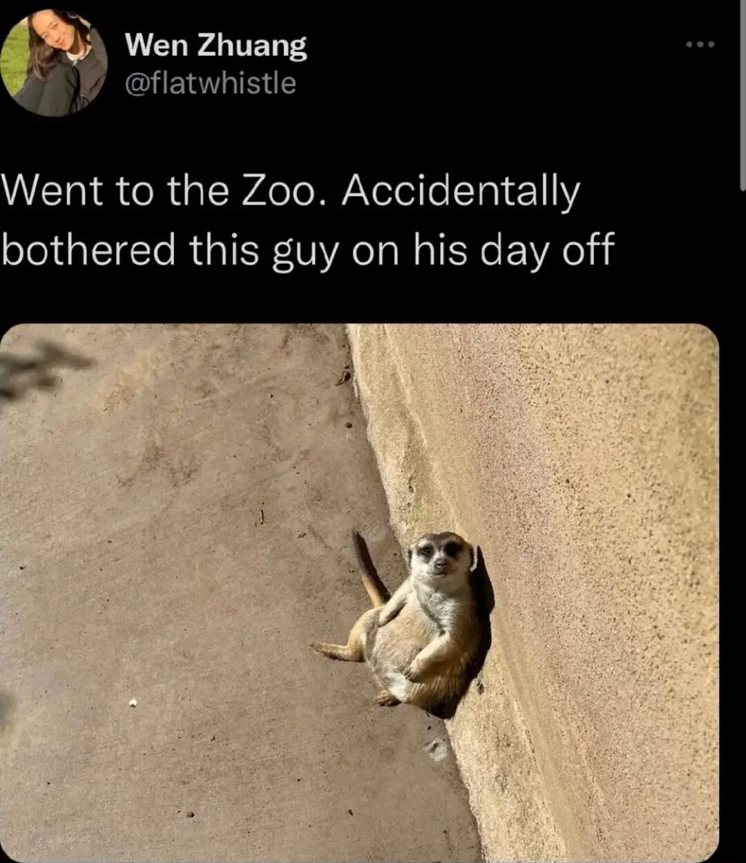A CU4 TED 3 tle Went to the Zoo Accidentally bothered this guy on his day off