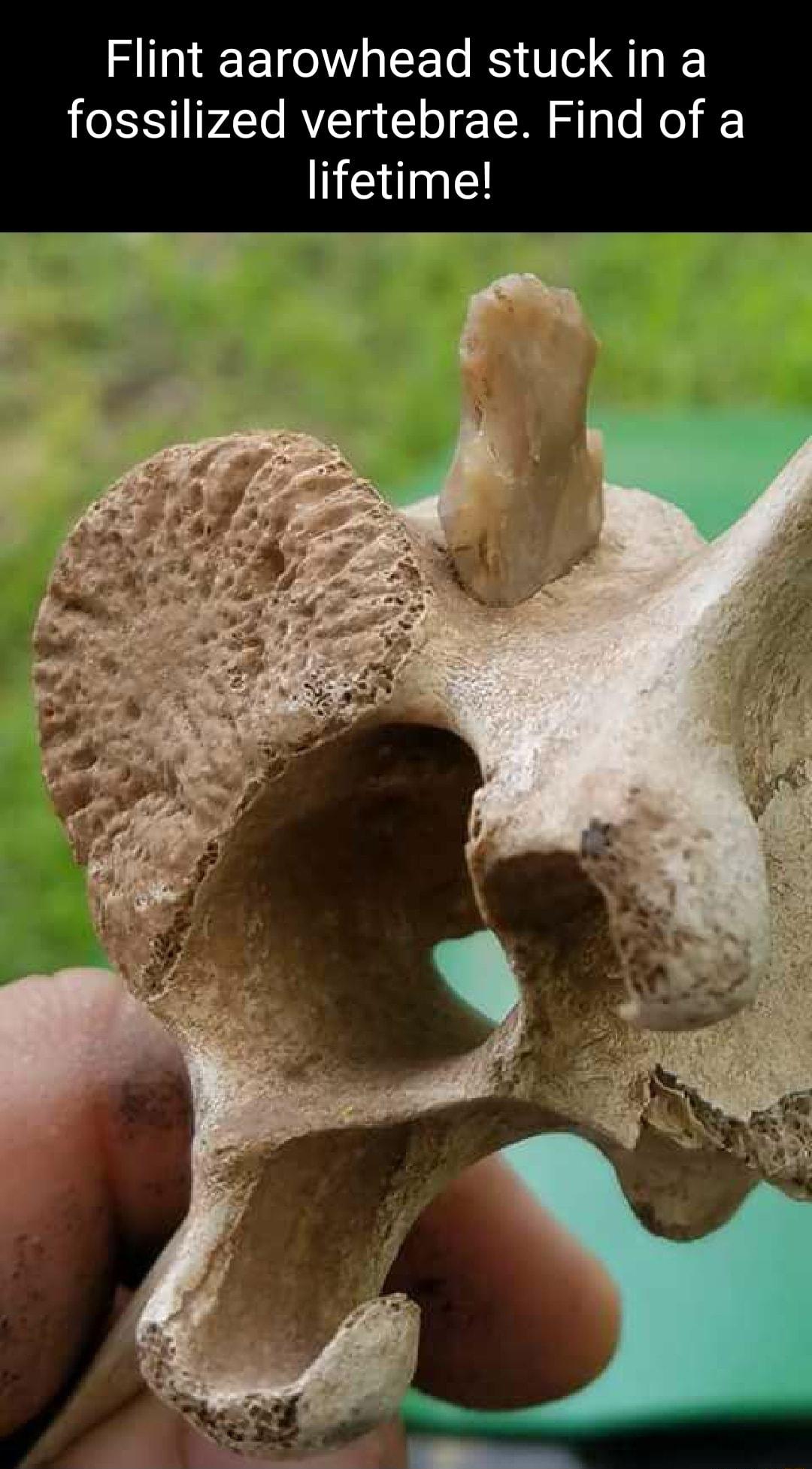 RINEEIO I CE R o 41 fossilized vertebrae Find of a lifetimel