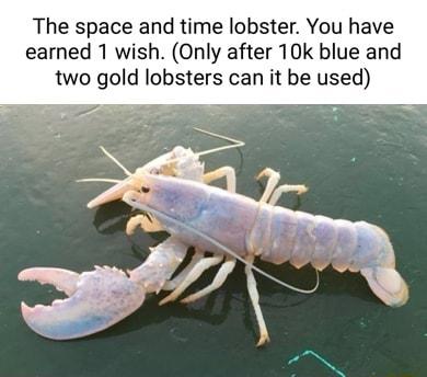 The space and time lobster You have earned 1 wish Only after 10k blue and two gold lobsters can it be used