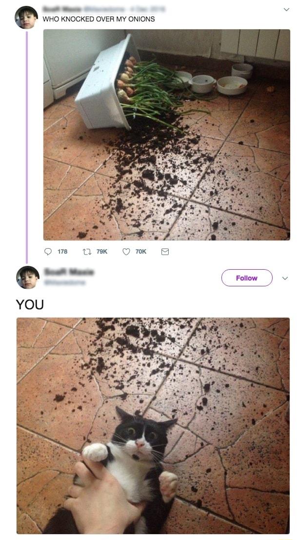 NOCKED OVER MY ONIONS