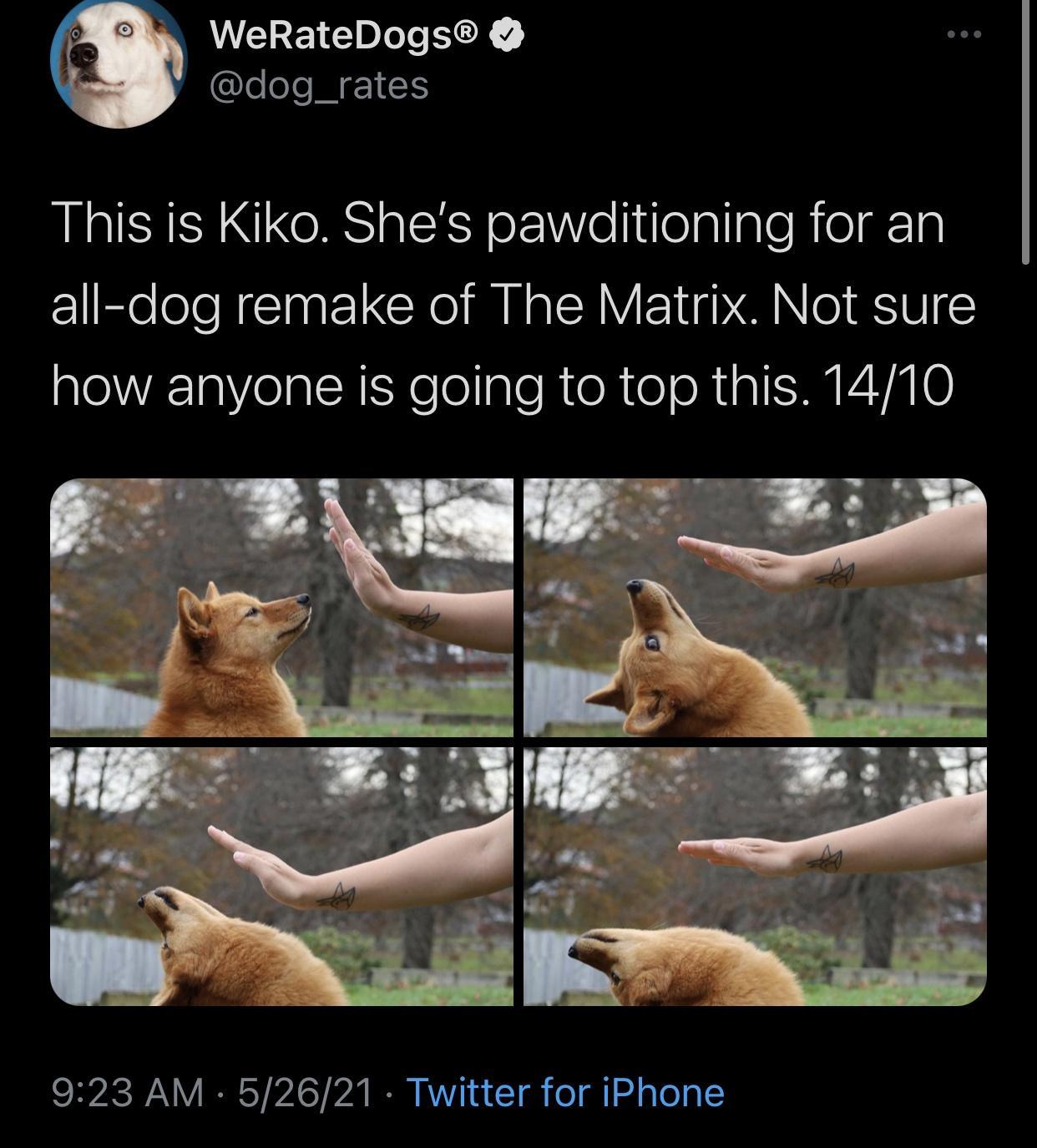 B o W EYCI LT SCR dog_rates This is Kiko Shes pawditioning for an all dog remake of The Matrix Not sure how anyone is going to top this 1410 923 AM 52621 Twitter for iPhone