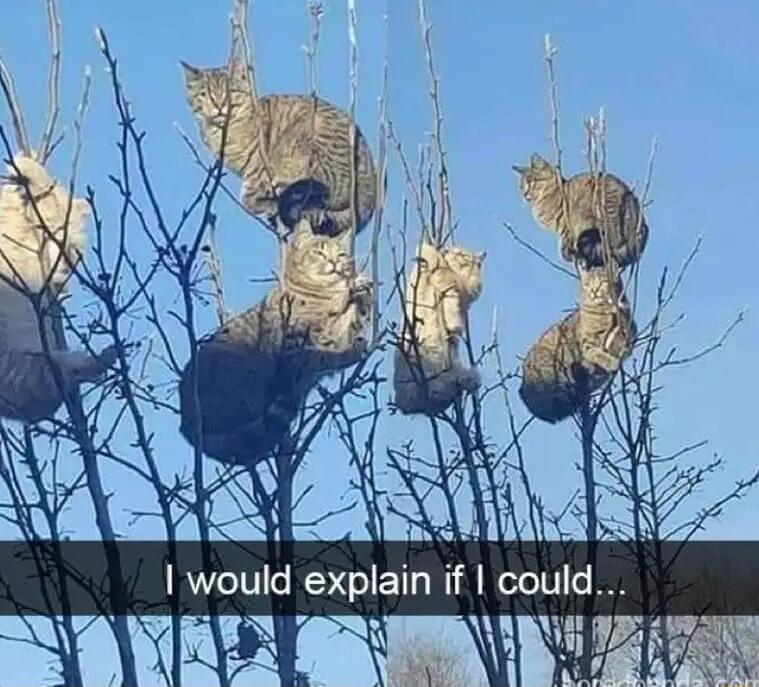 would explain if could
