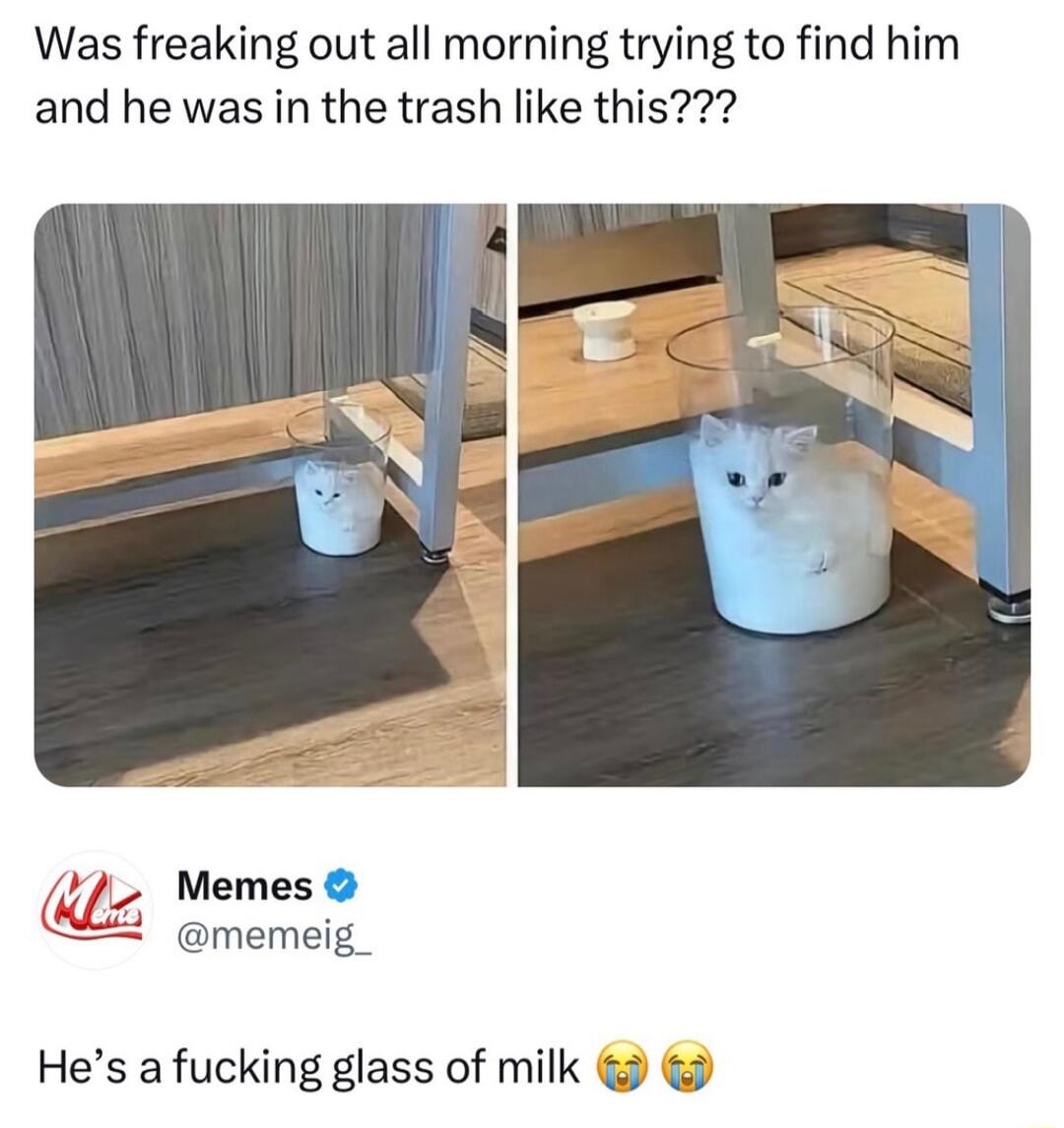 Was freaking out all morning trying to find him and he was in the trash like this 4 2 Memes 2 memeig_ Hes a fucking glass of milk