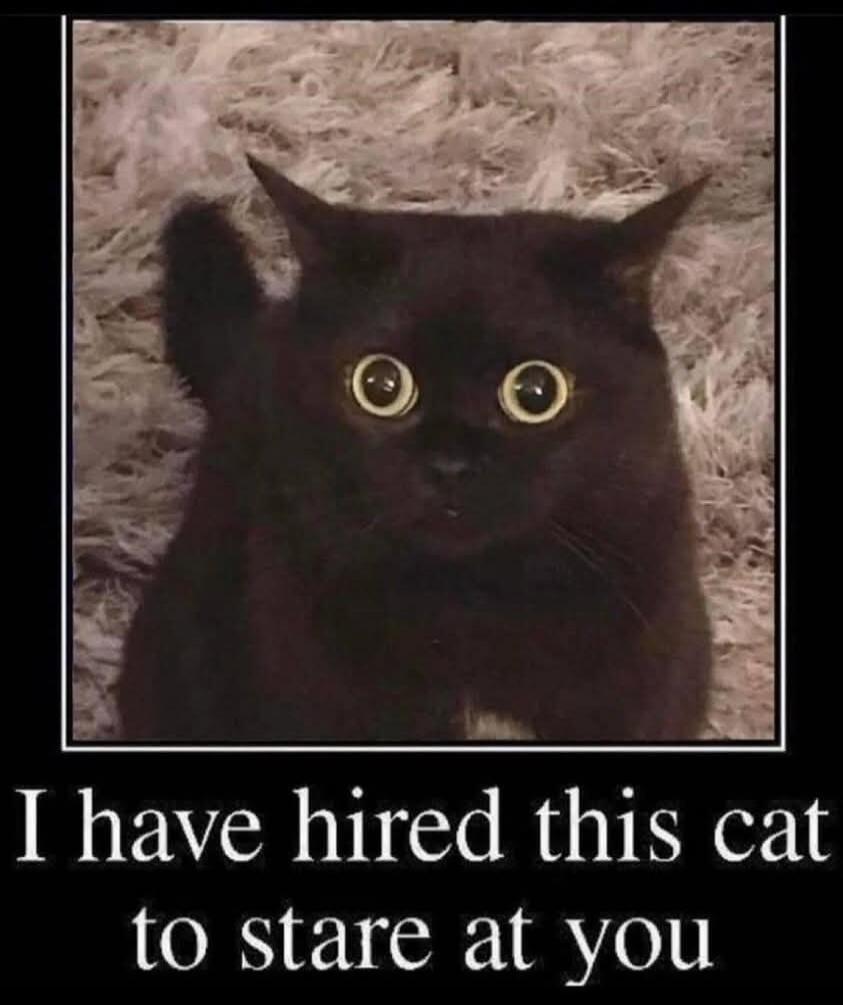 I have hired this cat to stare at you
