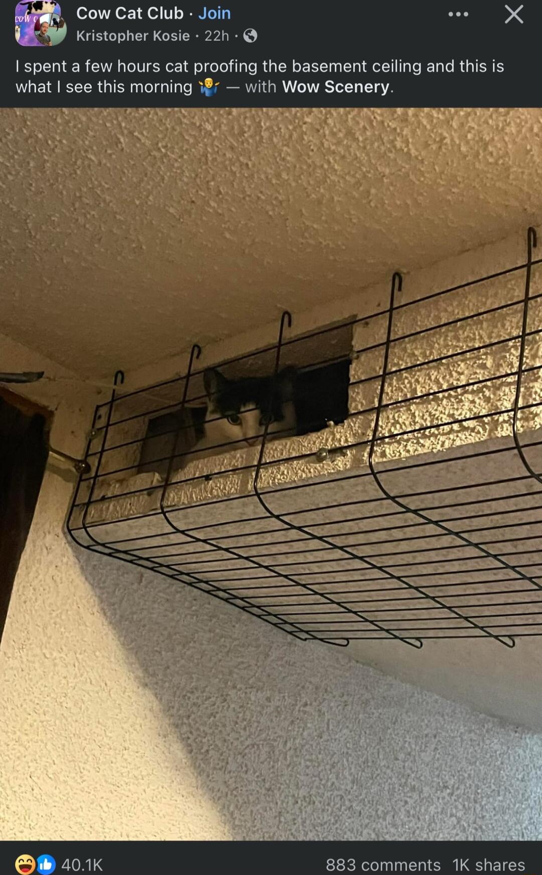 Cow Cat Club Join Kristopher Kosie 221 I spent a few hours cat proofing the basement ceiling and this is what see this mornin with Wow Scenery 883 comments 1K shares