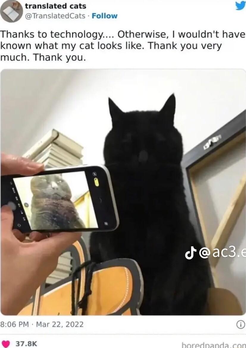 translated cats L 4 anslatedCats Follow Thanks to technology Otherwise wouldnt have known what my cat looks like Thank you very much Thank you