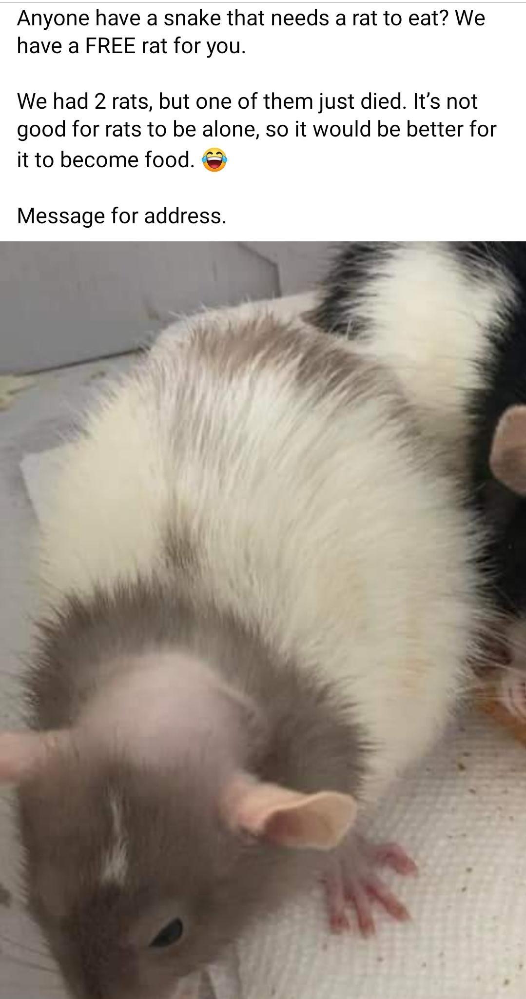 Anyone have a snake that needs a rat to eat We have a FREE rat for you We had 2 rats but one of them just died Its not good for rats to be alone so it would be better for it to become food Message for address