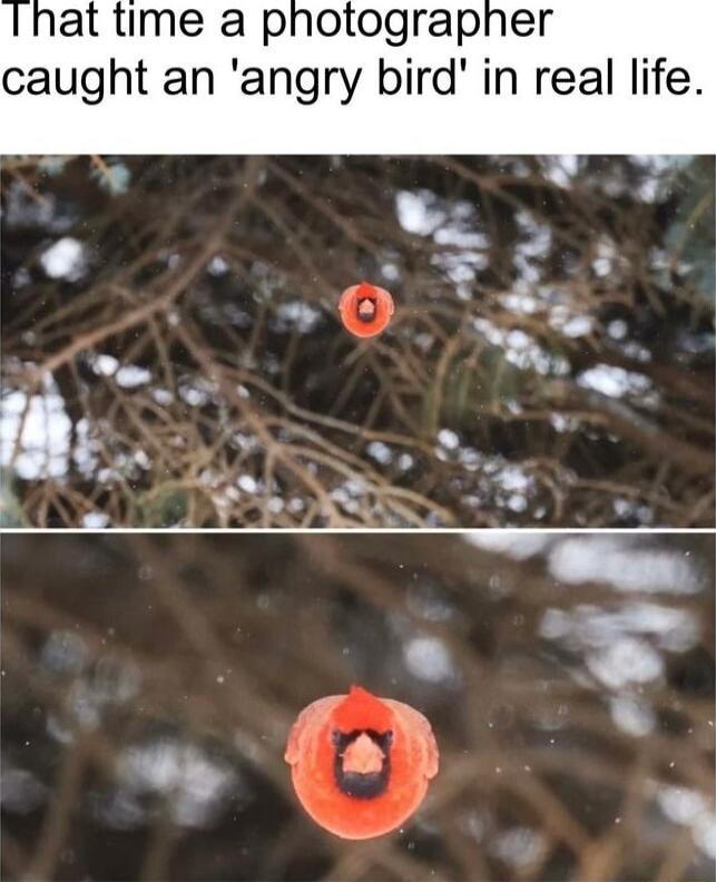 at time a photographer caught an angry bird in real life
