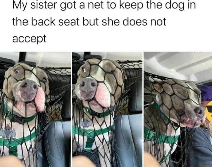 My sister got a net to keep the dog in the back seat but she does not accept