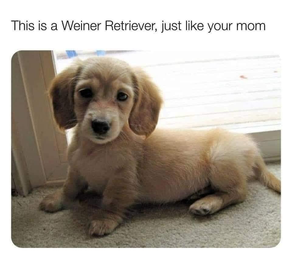 This is a Weiner Retriever just like your mom