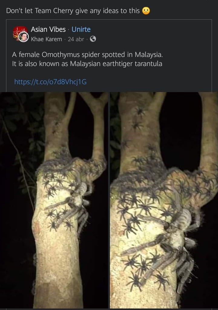 P 203 Publicaciones o Dont let Team Cherry give any ideas to this Asian Vibes Unirte GEN IO 2L A female Omothymus spider spotted in Malaysia RSEIE N e R VEIEVSE Rl A E ol Y httpstcoo7d8Vhdj1G LL R b Me gusta Escribe un comentario publico