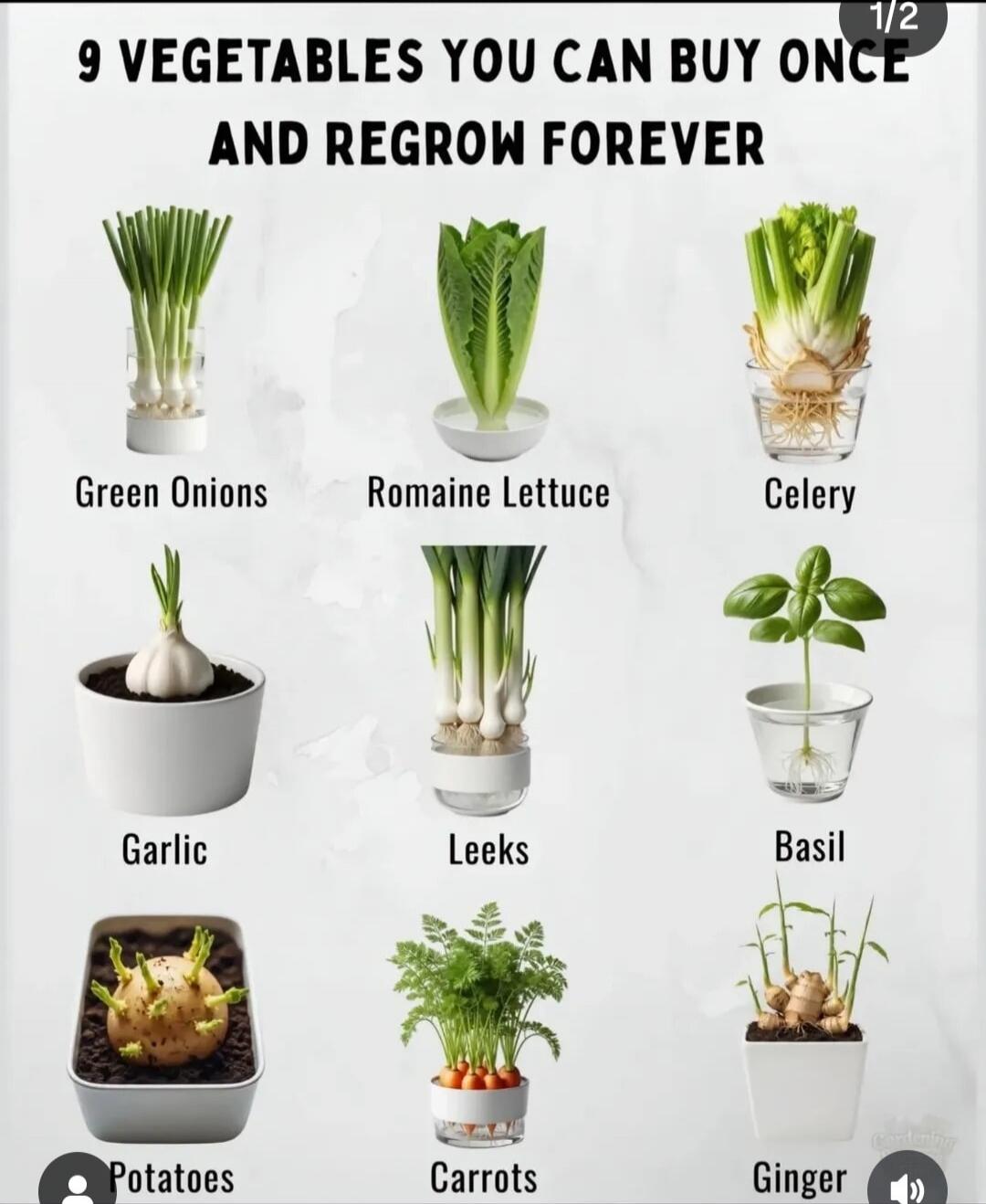 9 VEGETABLES YOU CAN BUY ONCE AND REGROW FOREVER
Green Onions
Romaine Lettuce
Celery
Garlic
Leeks
Basil
Potatoes
Carrots
Ginger