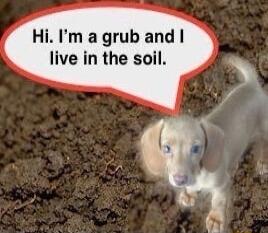 HiIm agrub and live in the soil