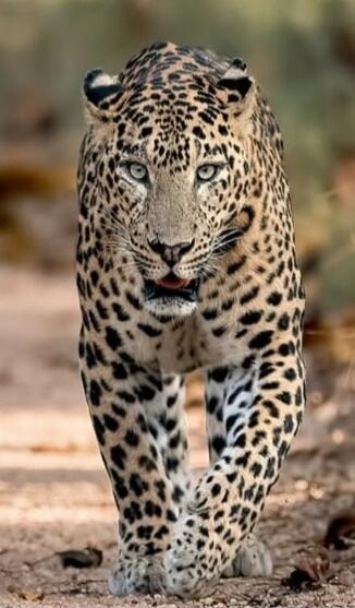 Leopard walking toward the camera on a dirt path.