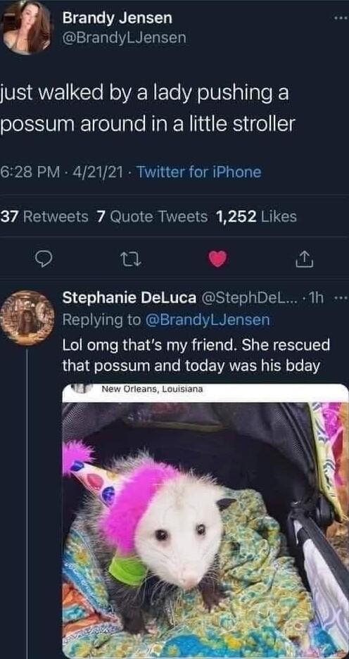4 B AEch AR BrandylLJensen just walked by a lady pushing a possum around in a little stroller 628 PM 42121 Twitter for iPhone 37 Retweets 7 Quote Tweets 1252 Likes Q 0 L i Stephanie DeLuca StephDel 1h Replying to BrandylLJensen Lol omg thats my friend She rescued that possum and today was his bday