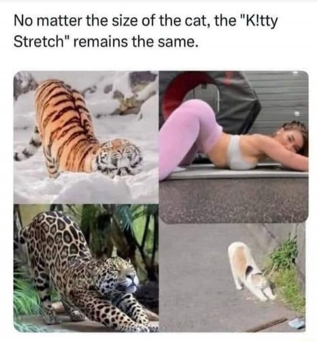 No matter the size of the cat, the 