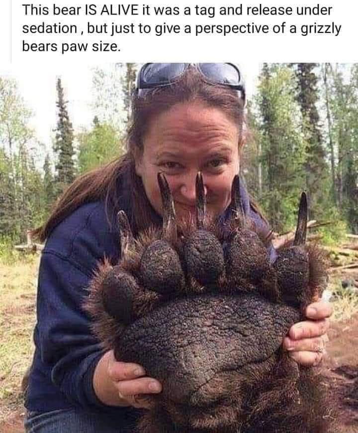 This bear IS ALIVE it was a tag and release under sedation but just to give a perspective of a grizzly bears paw size