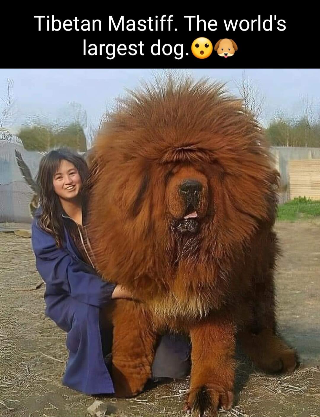 Tibetan Mastiff The worlds IR R K