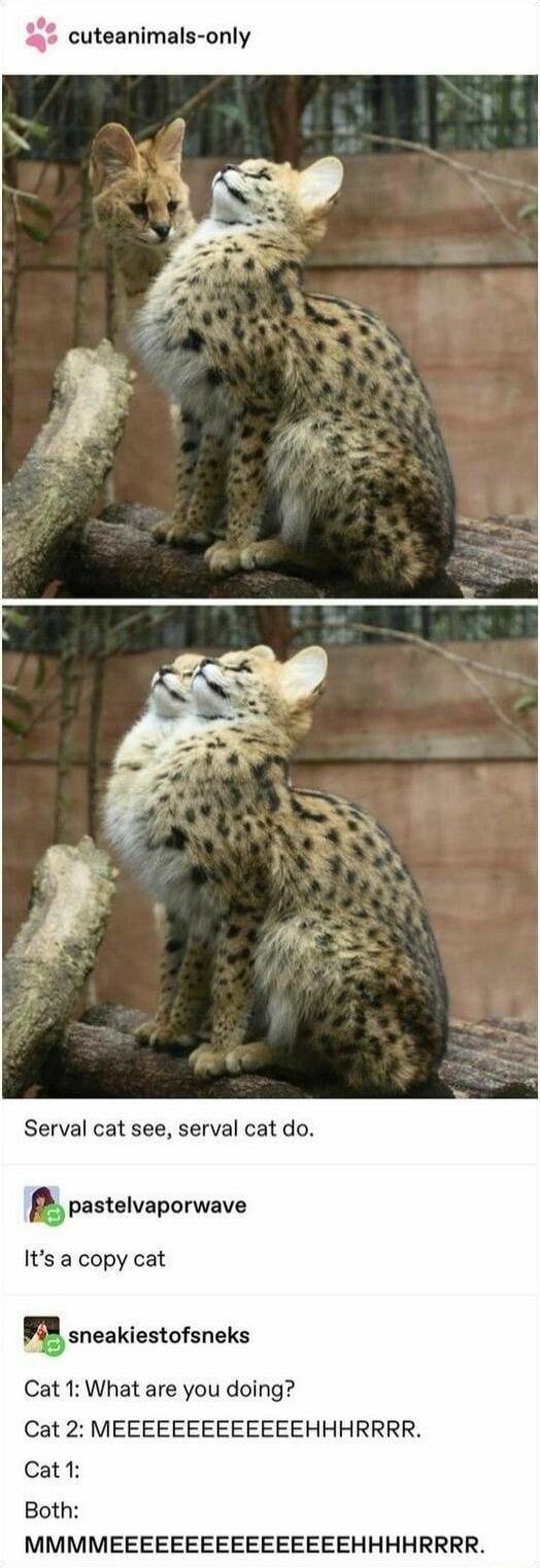 uteanimals only Serval cat see serval cat do pastelvaporwave Its a copy cat msneakiestofsneks Cat 1 What are you doing Cat 2 MEEEEEEEEEEEEEHHHRRRR Cat1 Both MMMMEEEEEEEEEEEEEEEEHHHHRRRR