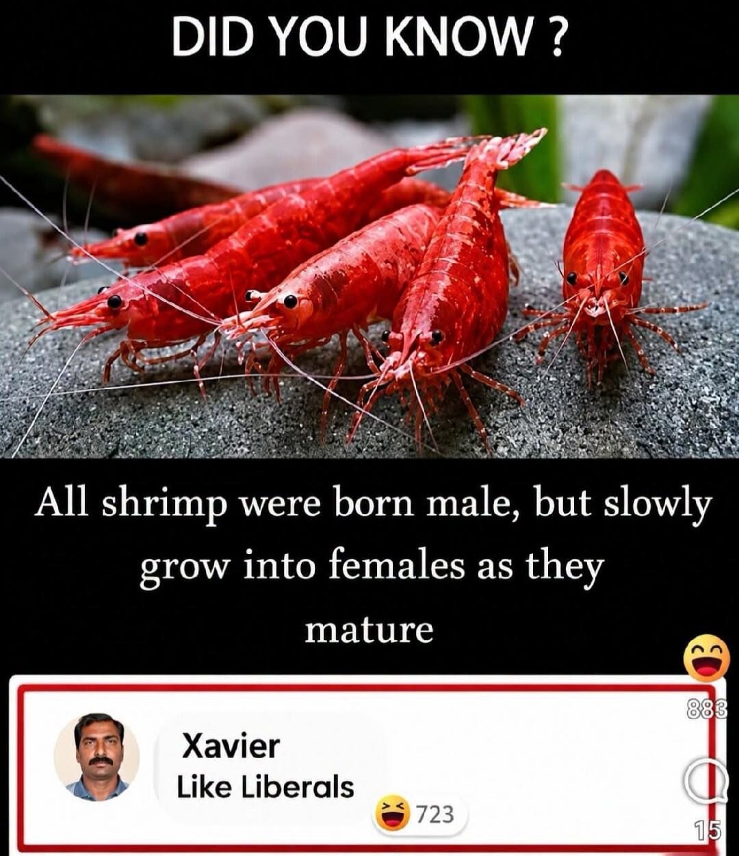 DID YOU KNOW ? All shrimp were born male, but slowly grow into females as they mature Xavier Like Liberals