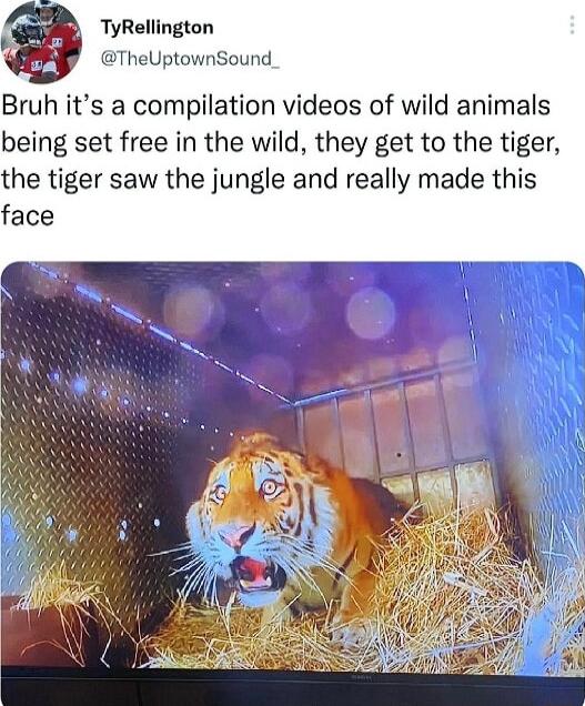 TyRellington TheUptownSound Bruh its a compilation videos of wild animals being set free in the wild they get to the tiger the tiger saw the jungle and really made this face