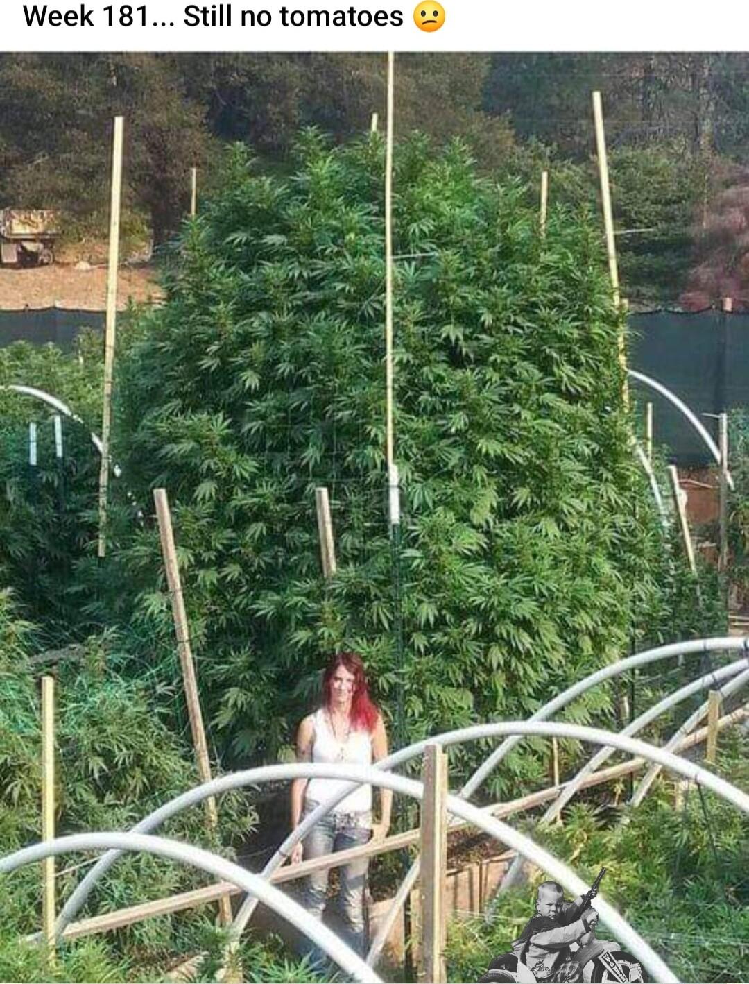 Week 181 Still no tomatoes