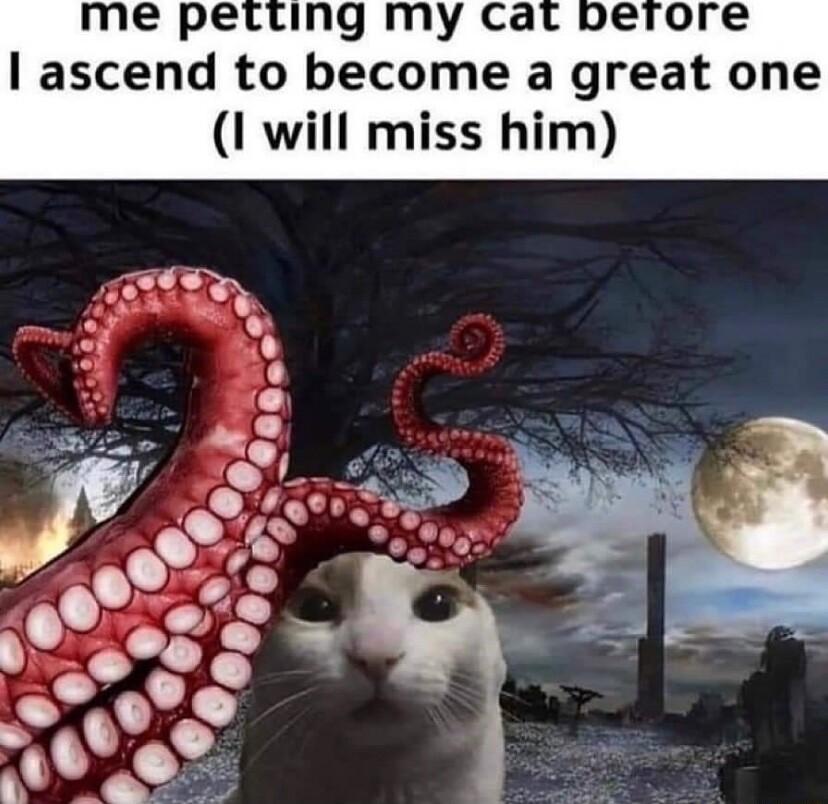 me petting my cat berore ascend to become a great one I will miss him