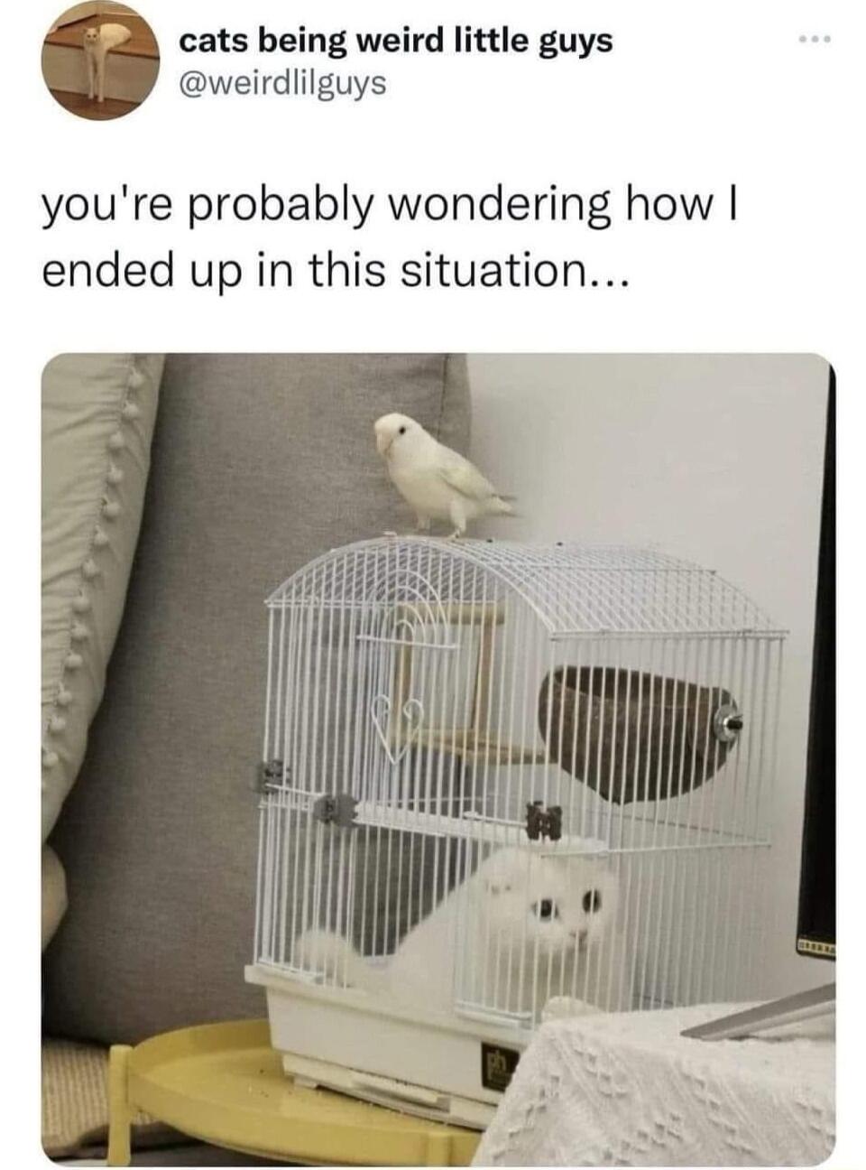 cats being weird little guys weirdlilguys youre probably wondering how ended up in this situation