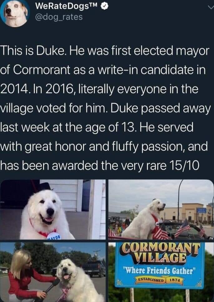 WeRateDogs v dog_rates This is Duke He was first elected mayor of Cormorant as a write in candidate in 20141n 2016 literally everyone in the VElelRV el e Riold alla WDV CY o LV last week at the age of 13 He served WiiaeE1dalolalelgale RiViiiVAOE S o la W Tale has been awarded the very rare 1510