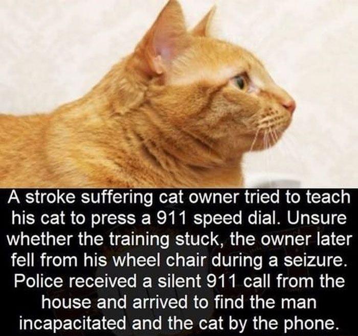 A stroke suffering cat owner tried to teach his cat to press a 911 speed dial Unsure WLAEGER Rl T RS V1o MR X I g fell from his wheel chair during a seizure Police received a silent 911 call from the VR T R R R T e R R Ty incapacitated and the cat by the phone