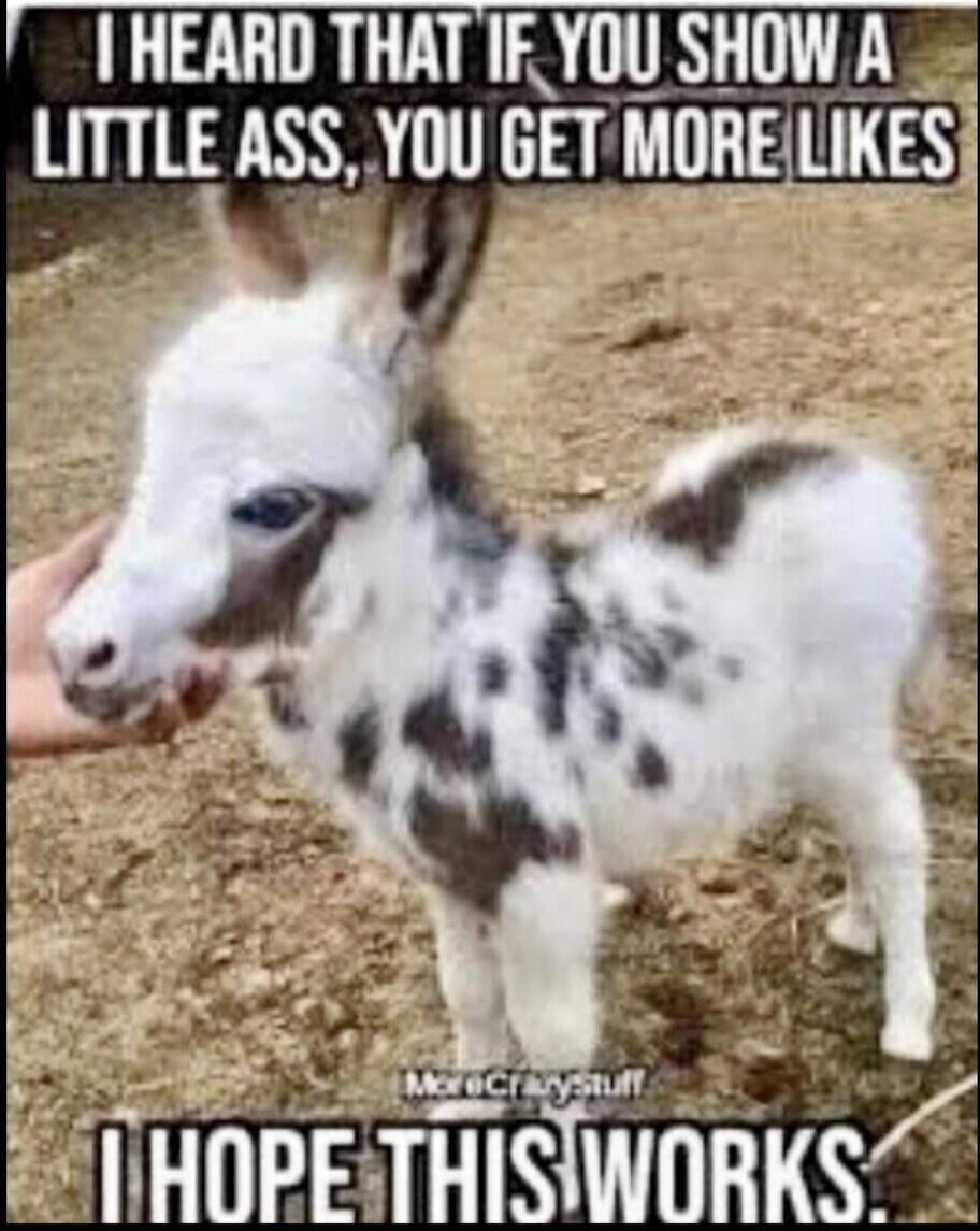 I heard that if you show a little ass, you get more likes. I hope this works.