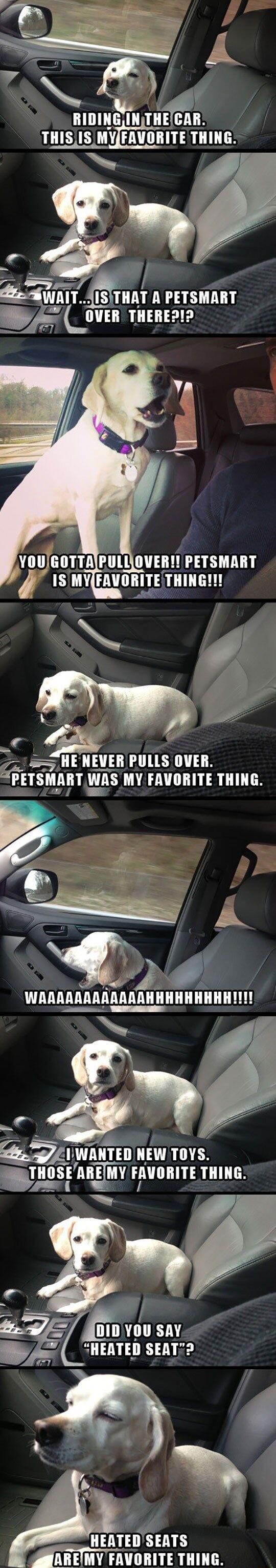 RIDINGIN TIIE CAR LLIEE MYFAVORITE THING e WAITJISITHAT A PETSMART s OVER THERE B 2 d 4 WAIITI IIEW L ES UIIISE ARE MY FMmIIIIE THING IlIIl Vllll SAY IEMEII SEAT IIEATEIISATS AREMY FAVORITE THING