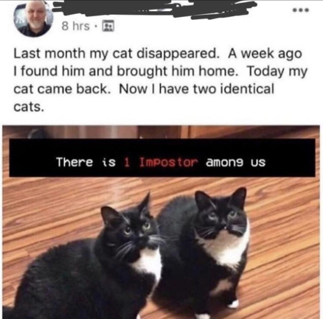 8 hrs Last month my cat disappeared A week ago found him and brought him home Today my cat came back Now have two identical cats There is amons us E