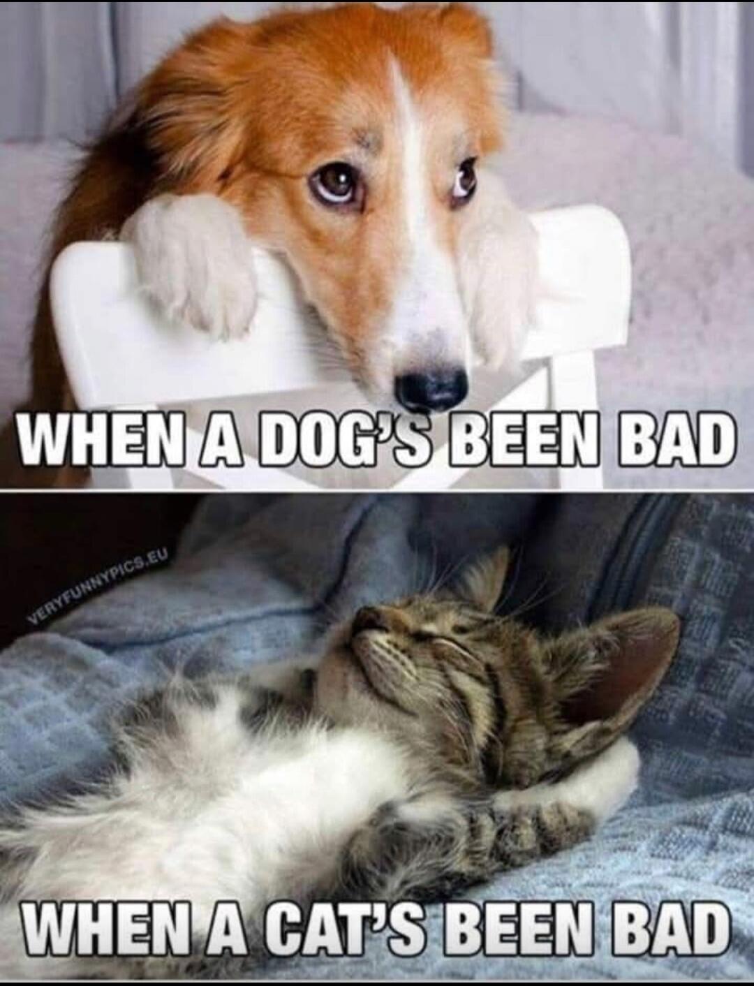 WHEN A DOG'S BEEN BAD WHEN A CAT'S BEEN BAD VERYFUNNYPICS.EU