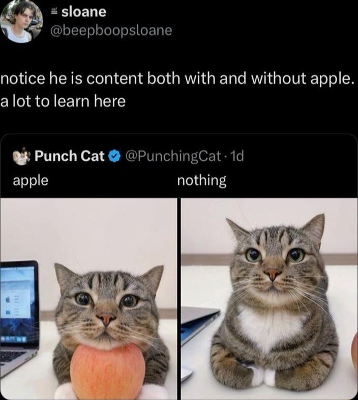 BLELES beepboopsloane notice he is content both with and without apple alot to learn here Punch Cat PunchingCat 1d apple nothing